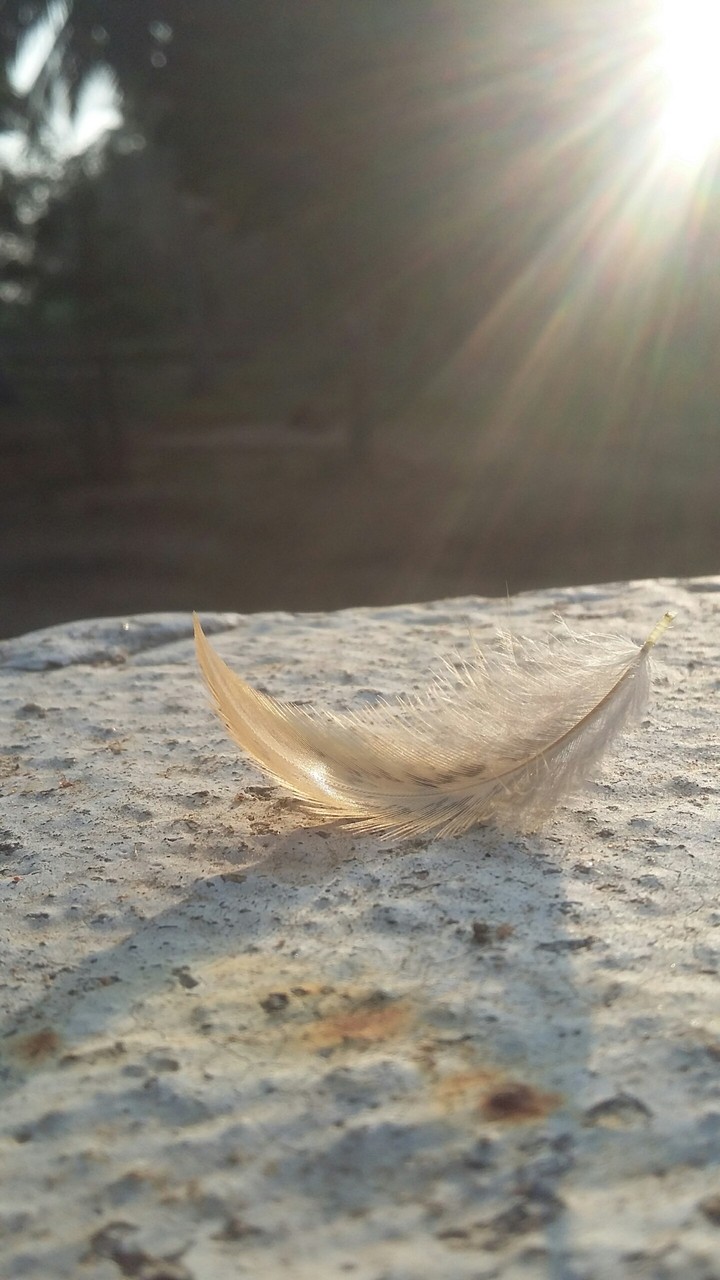 Feather