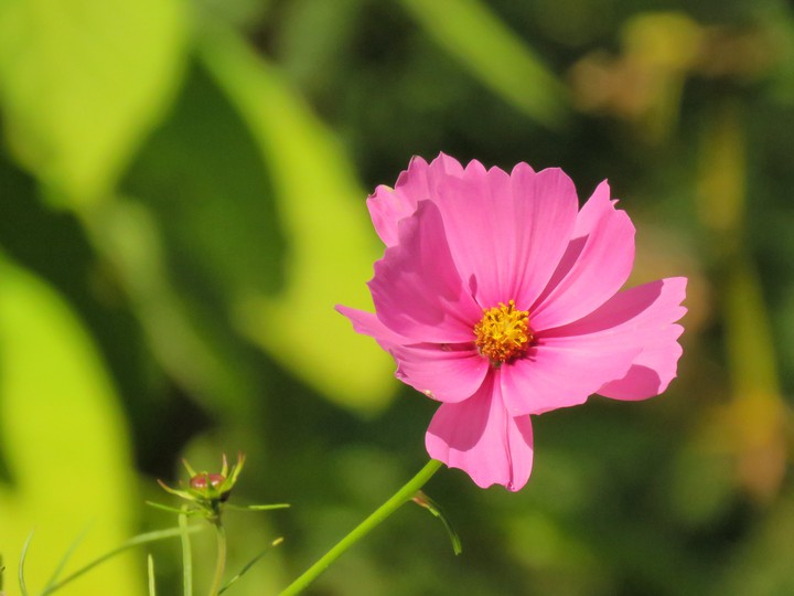 fleur