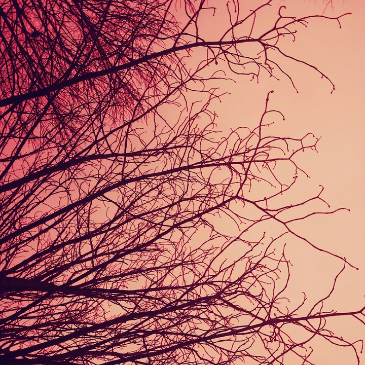 Rosé trees