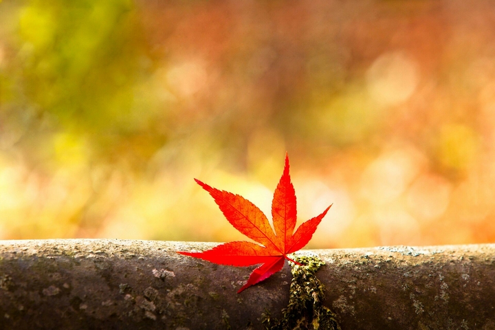 @AUTUMN