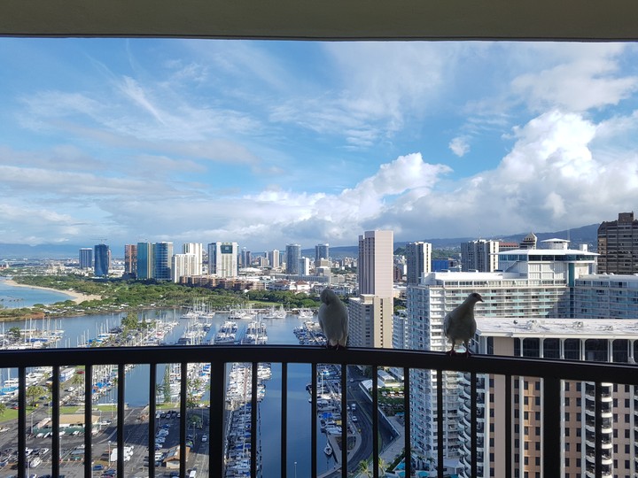 Birds with Hawaii