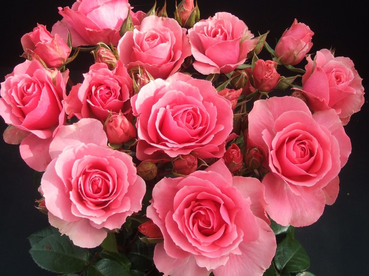 Flowers