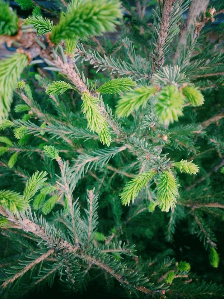 Little Christmas tree