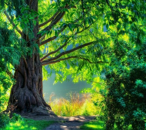 Green tree, Arbre vert