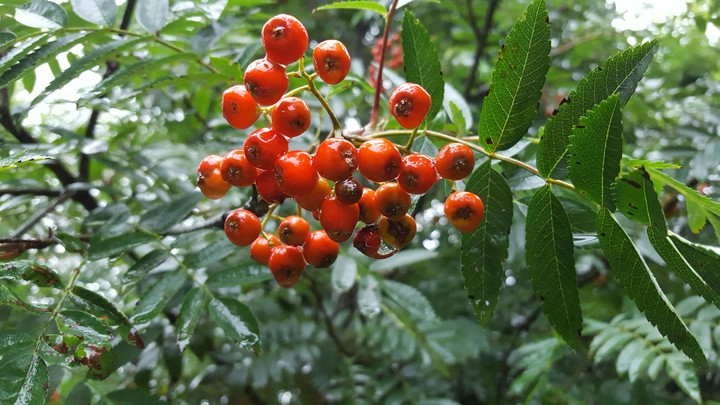 Rain splashed berries