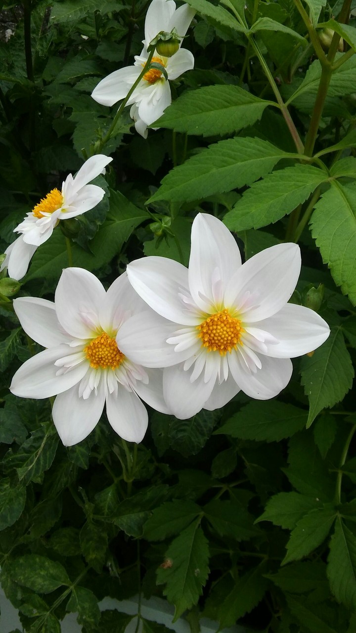 white flowers