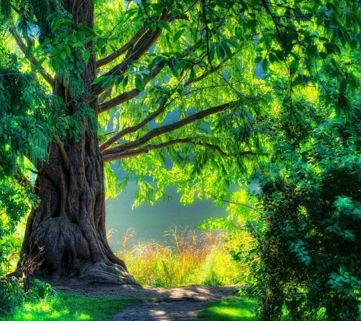 Green tree, Arbre vert