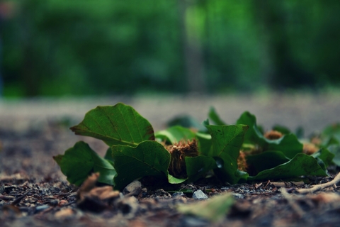 Crumpled Leaves on the Road !!!