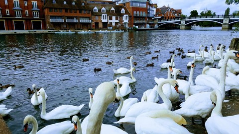 Swans in Thames in Windsor