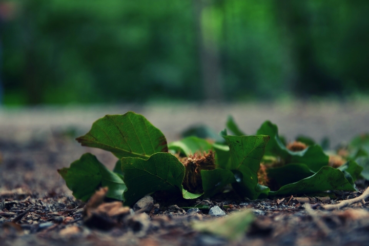 Crumpled Leaves on the Road !!!