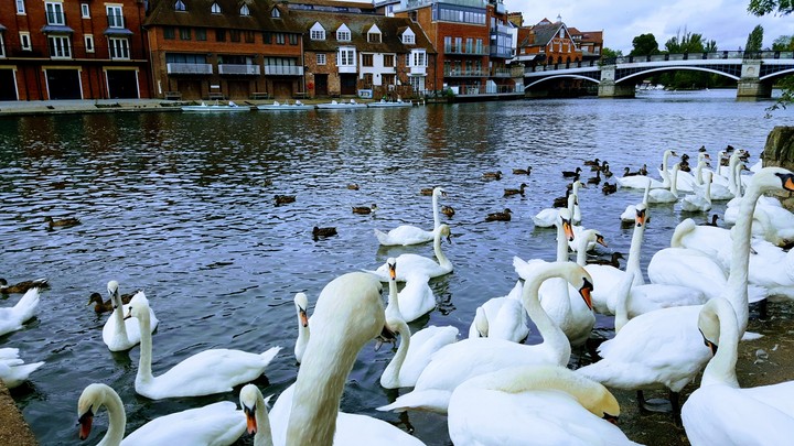 Swans in Thames in Windsor
