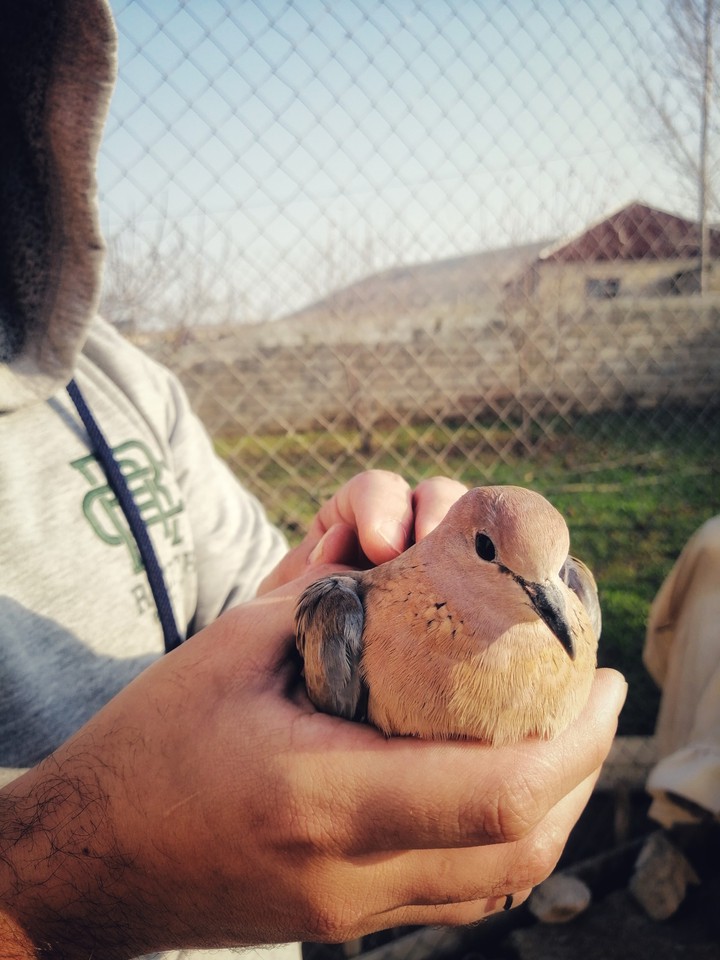 Little wild bird