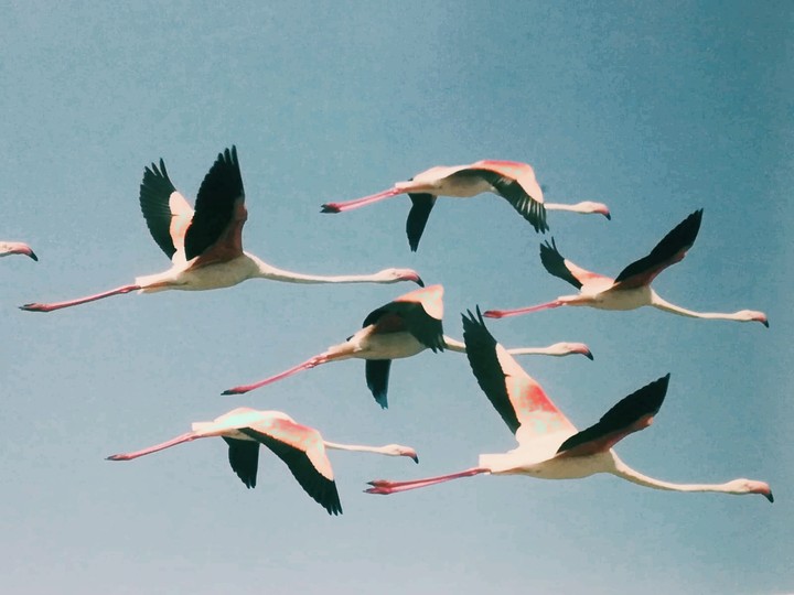 Flamingos