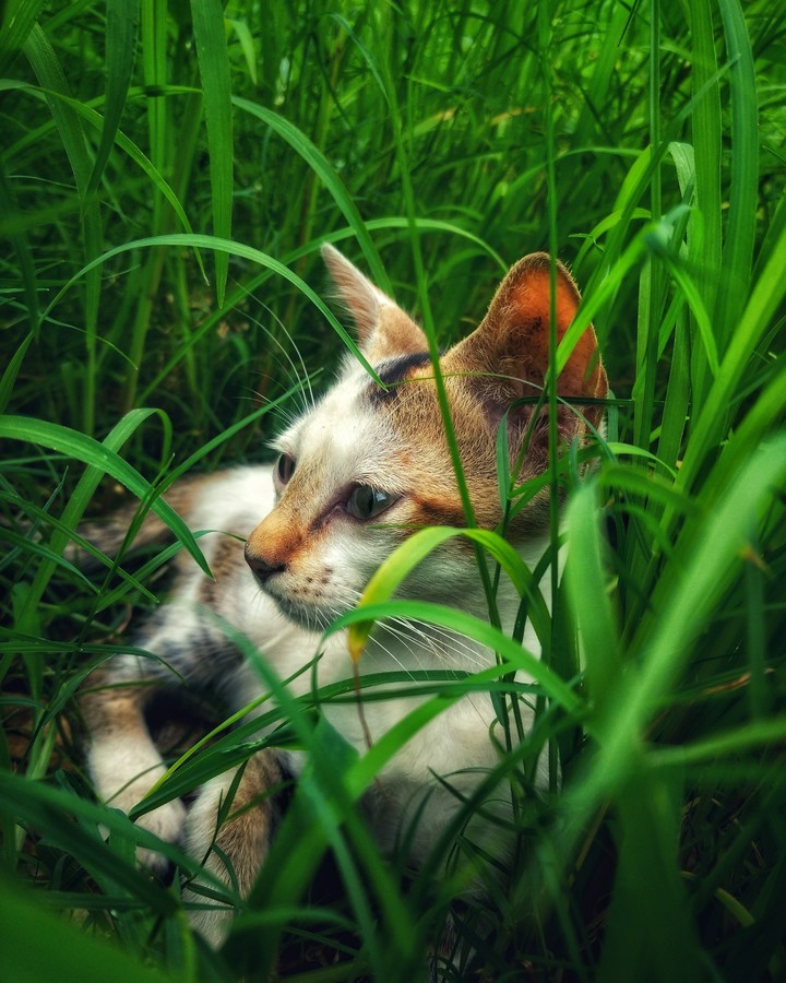 Cats never strike a pose that isn't photogenic