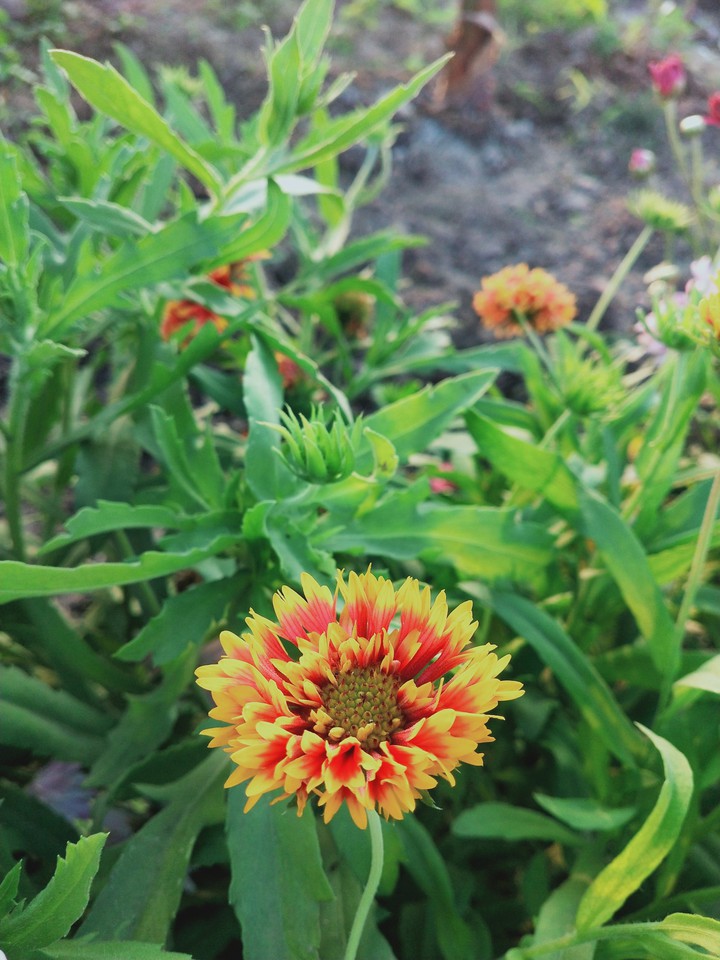 flowers colours