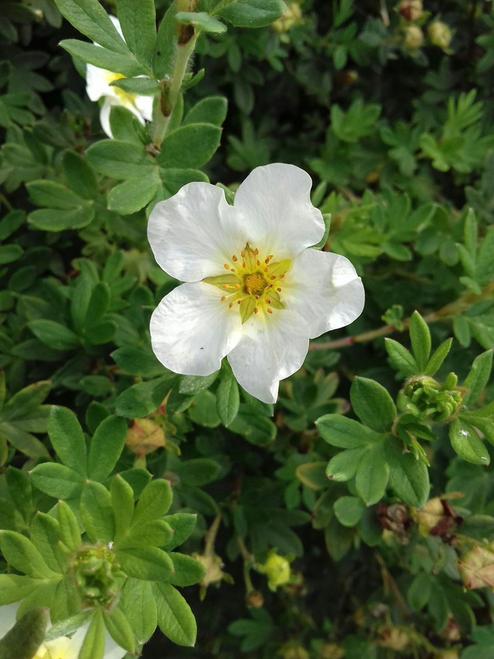 white flower