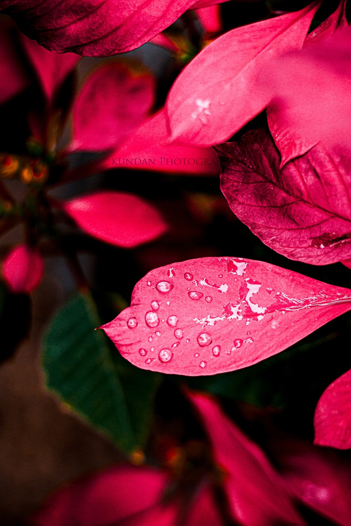 leaves
