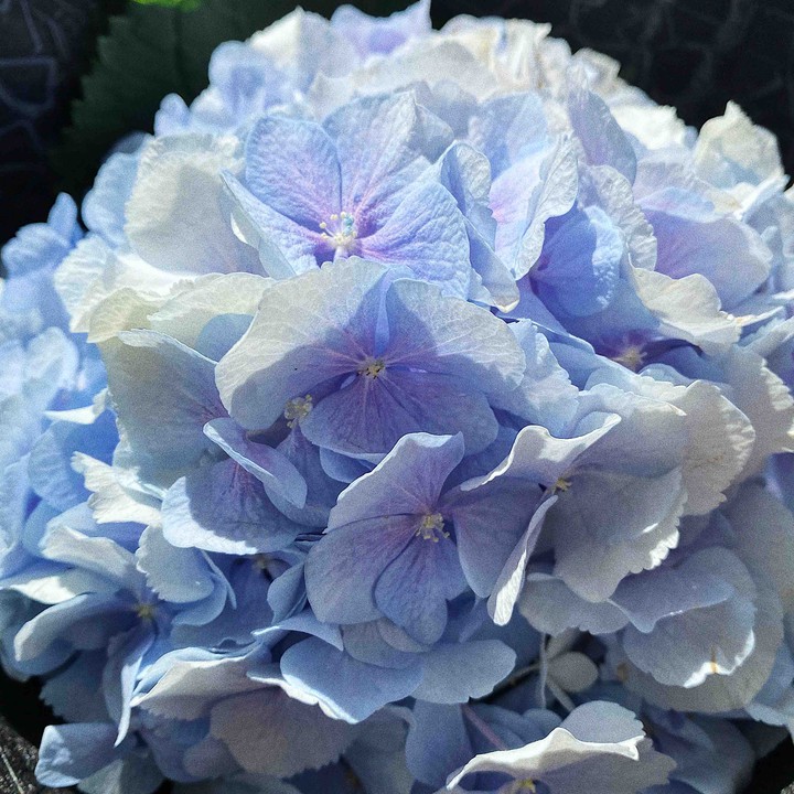 hydrangea