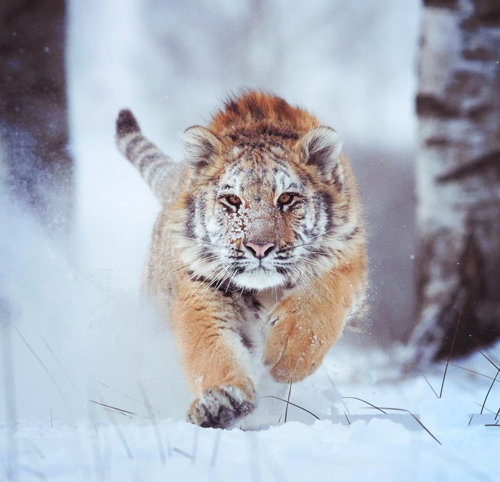 beast