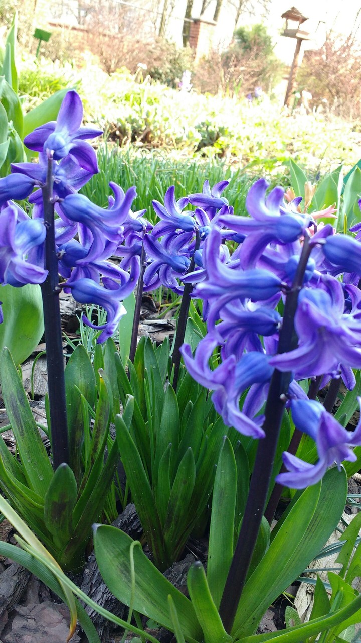Purple flowers