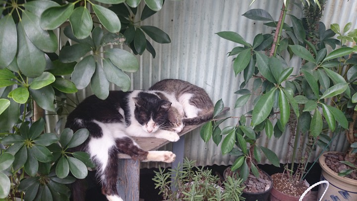 cat