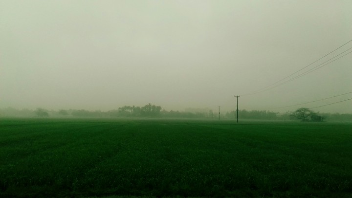 Rice field in the morning.