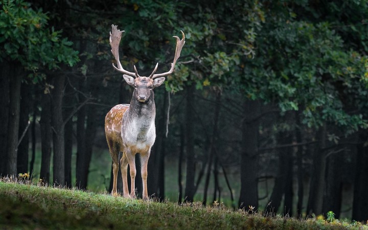 Buck