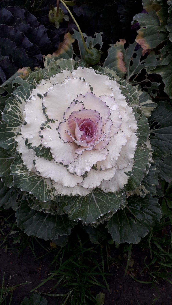 ornamental cabbage