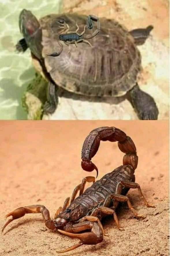 Bichos perigosos. Muito cuidado !