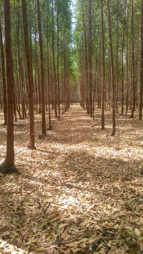 forest
