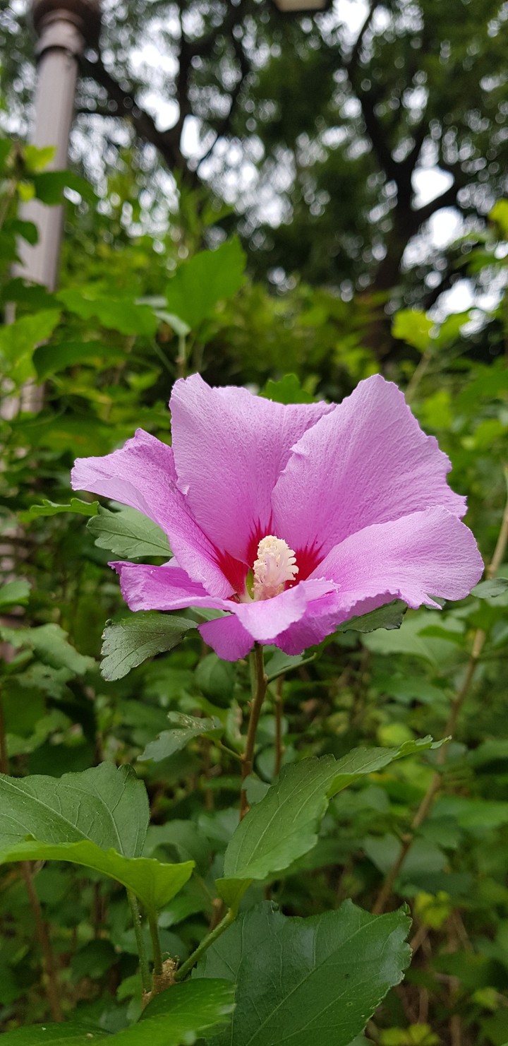무궁화