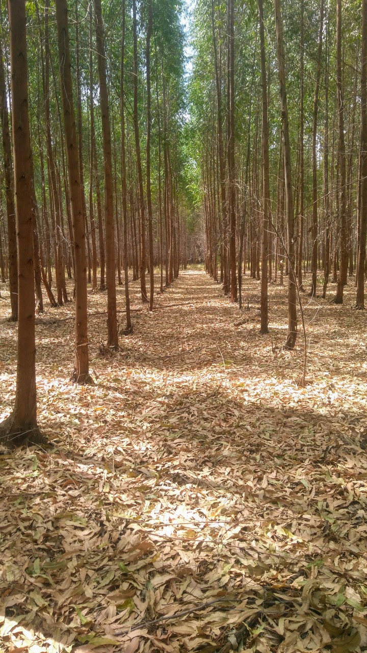 forest