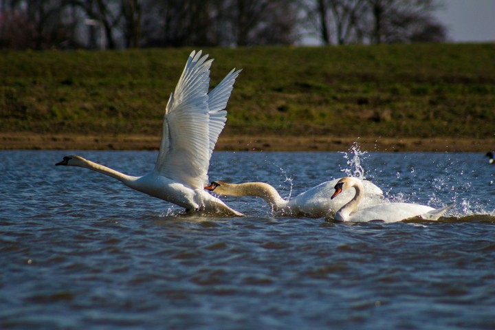 swan