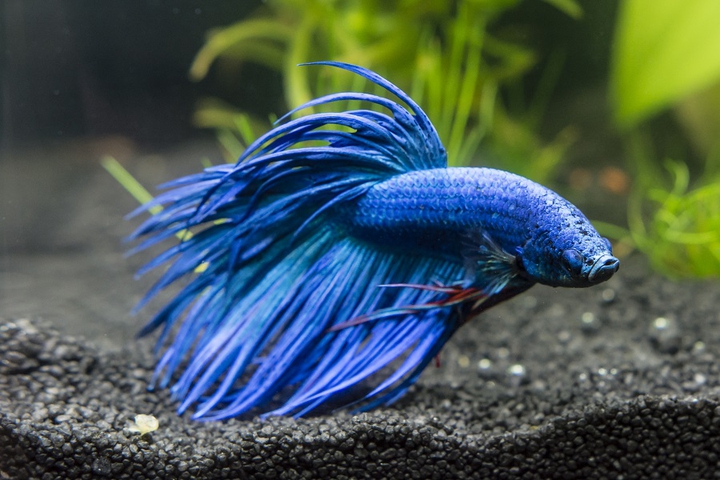 Betta Splendens