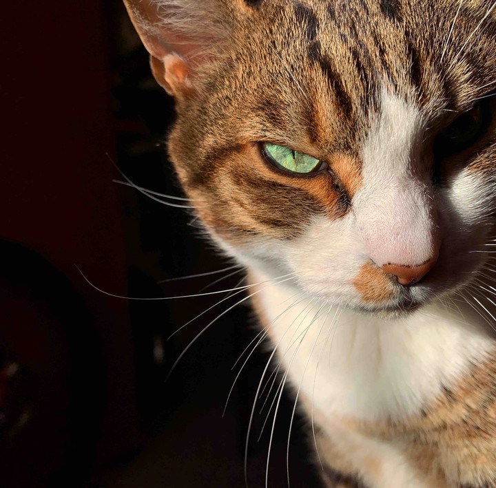 gatto