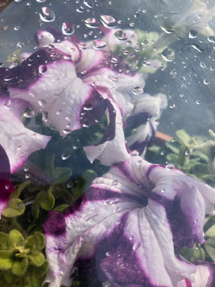 flowers with beautiful rain"