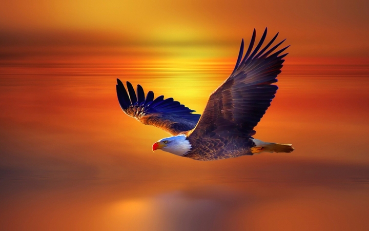 eagle