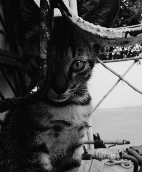 Do you like pussy?