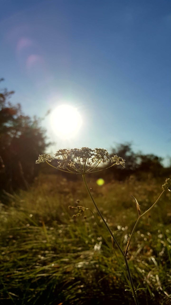 flower in the sun
