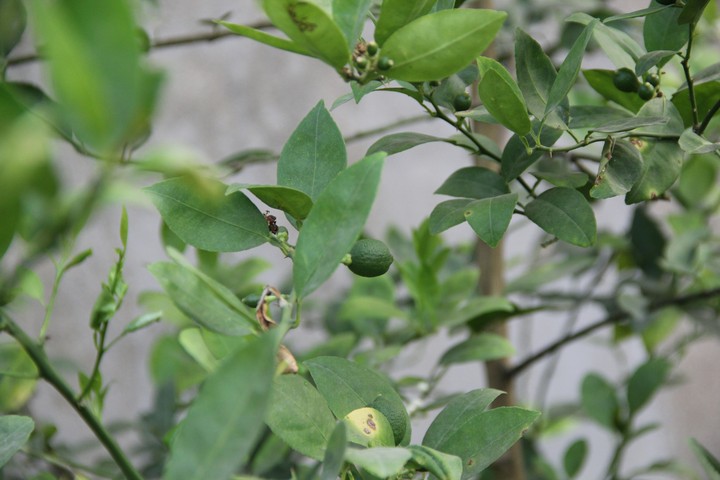 Quả chanh non