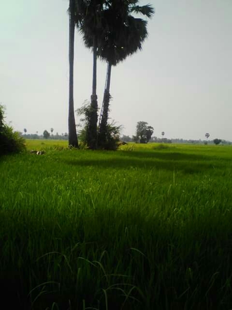ต้นตาล