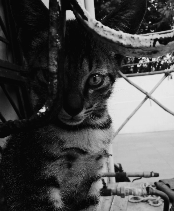 Do you like pussy?