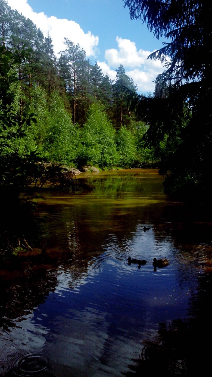Forest