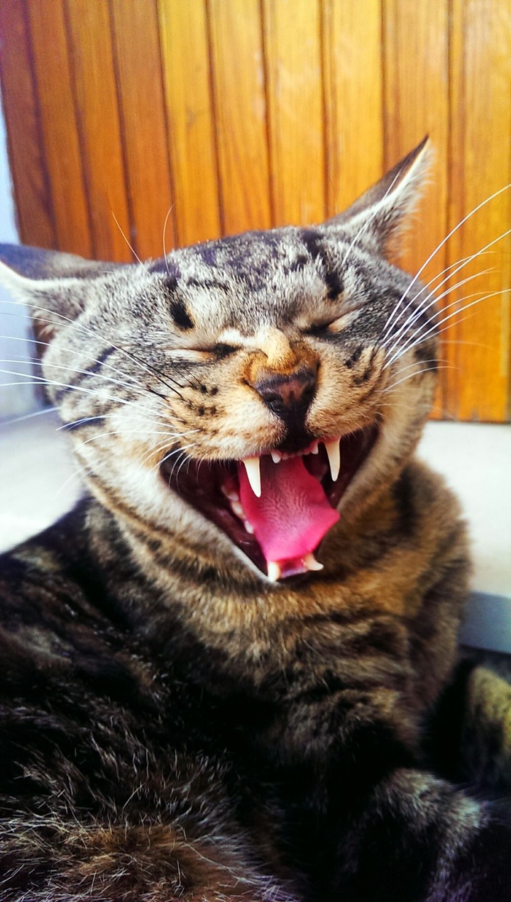 Yawn :3