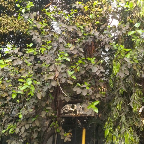 shades of green