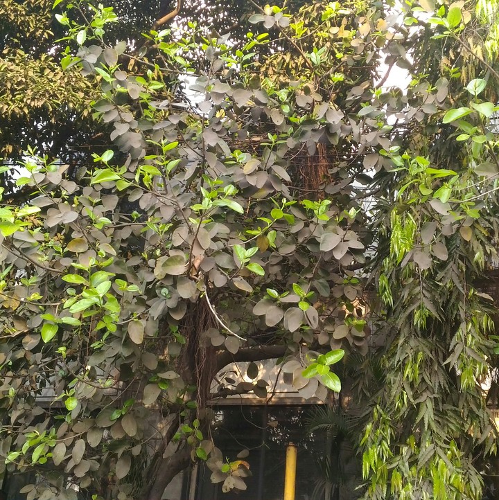 shades of green