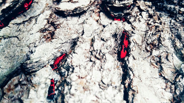 A bleeding tree