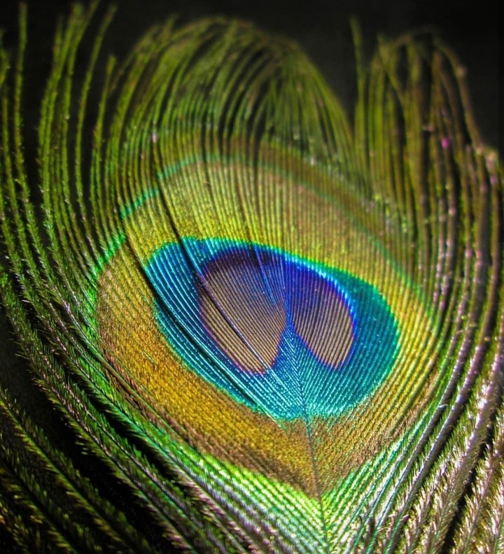 peacock feather
