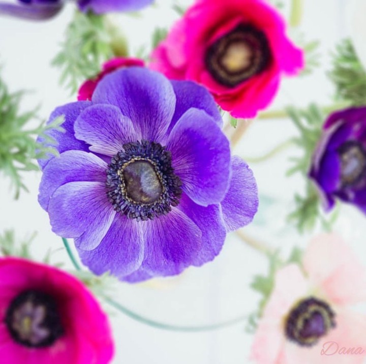 purple