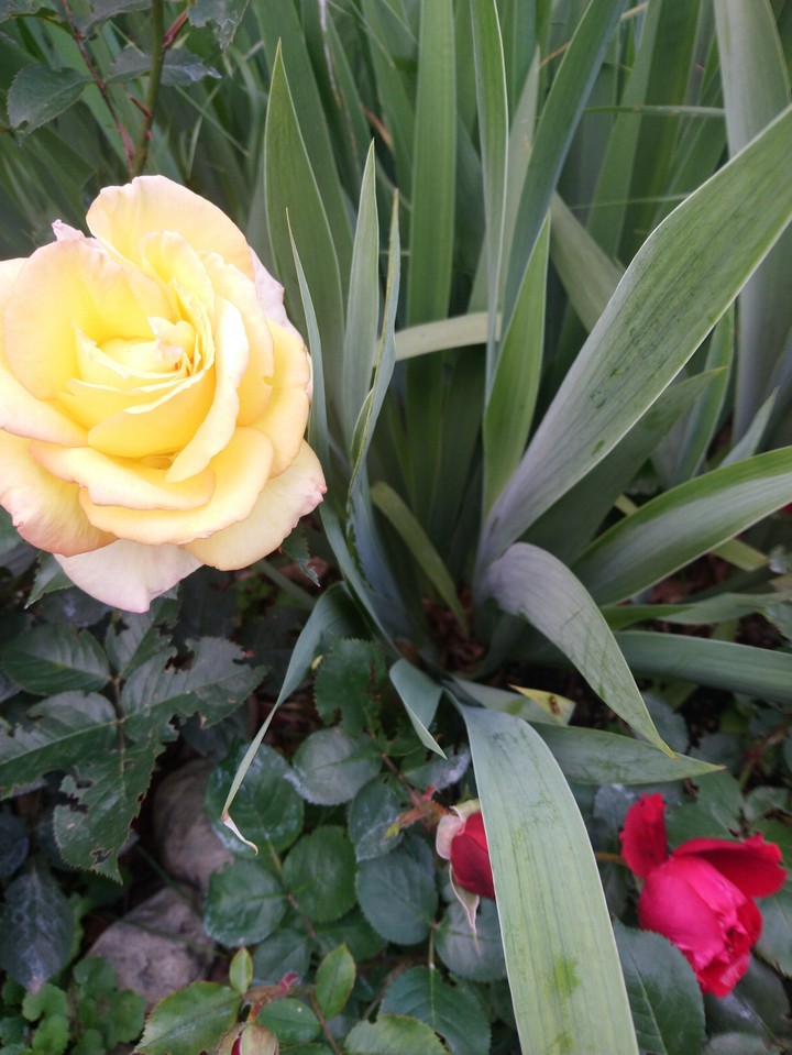 Roses